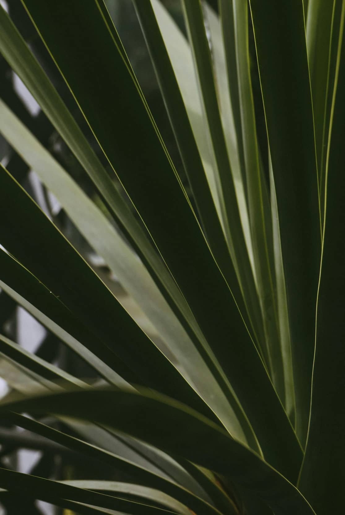A Yucca plant with the Yucca Packaging logomark on it.