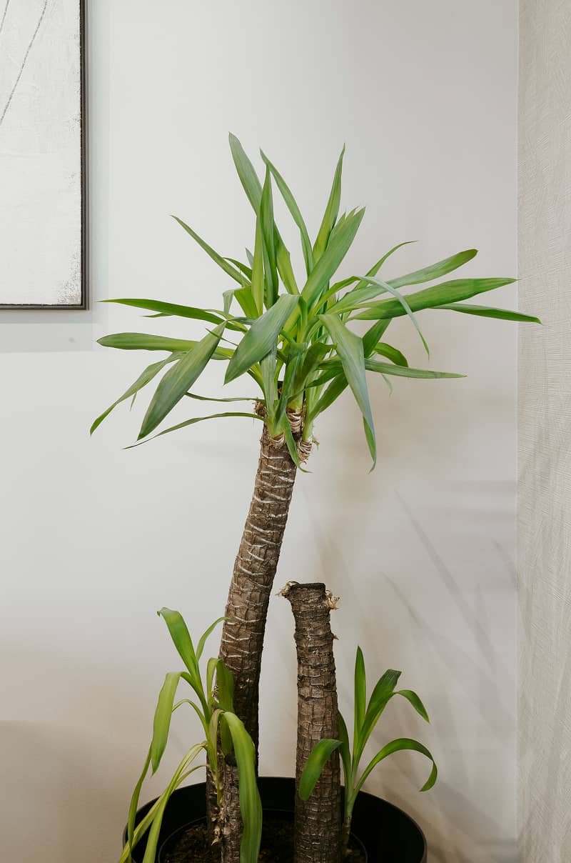 Yucca plant in Yucca Packaging office.