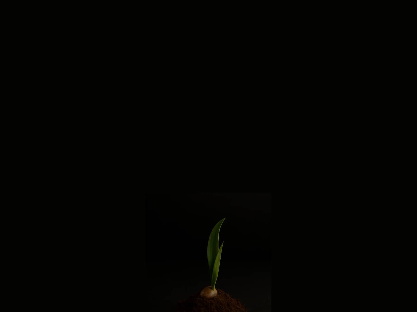 The smallest version of a Yucca Plant sprouting.