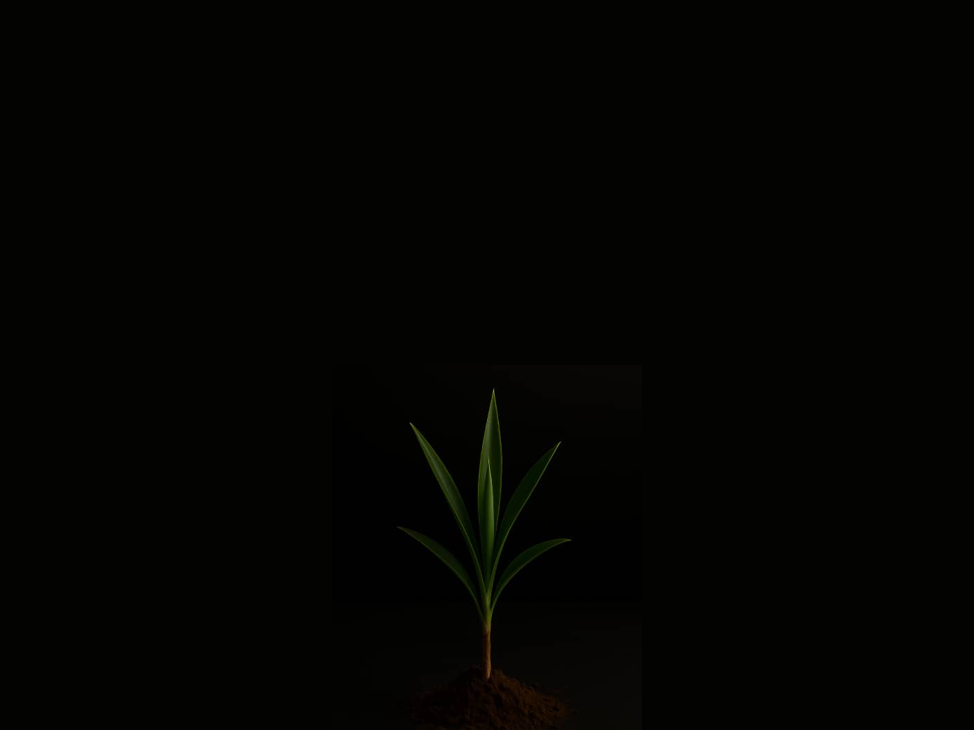 A small version of a Yucca Plant sprouting.