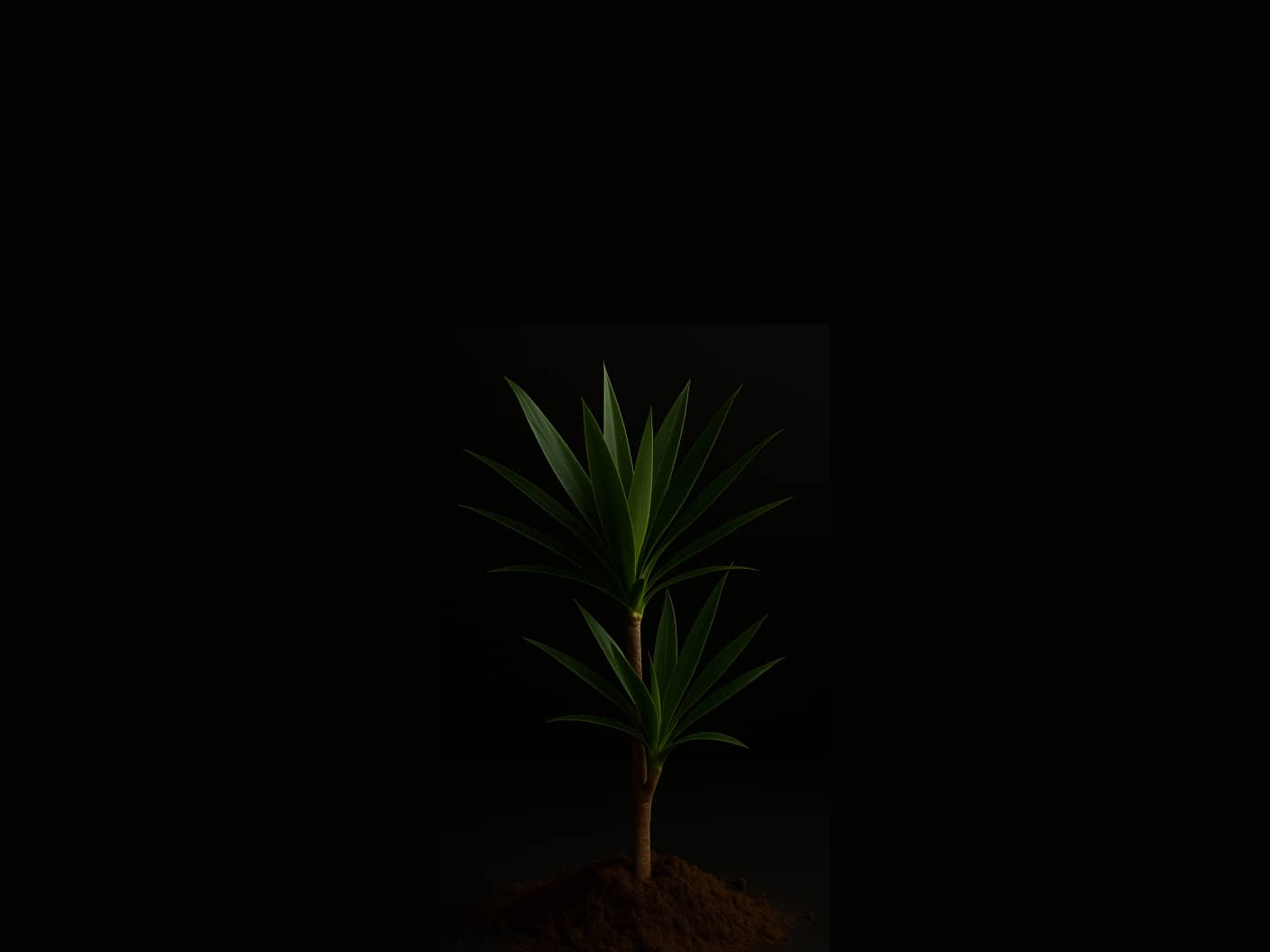 The medium version of a Yucca Plant sprouting.