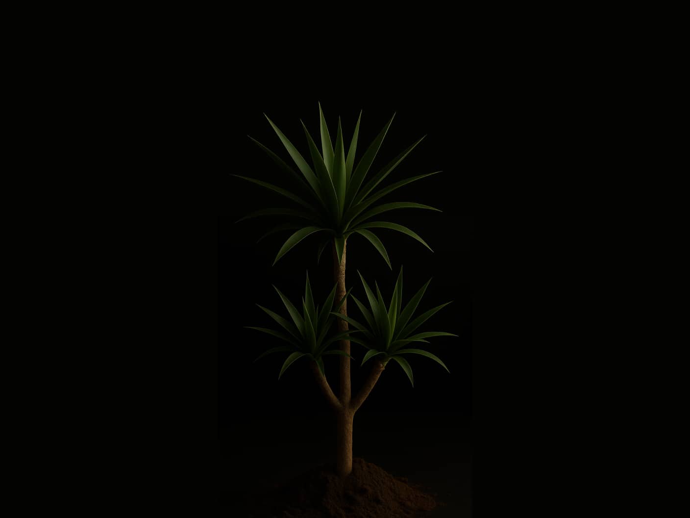 The large version of a Yucca Plant sprouting.