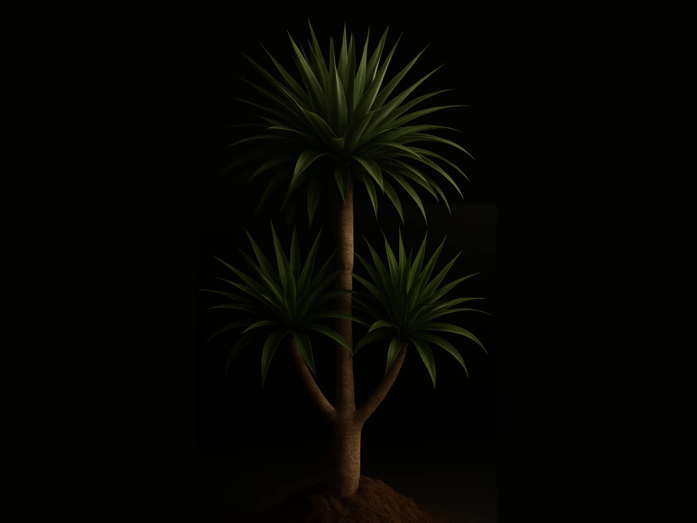 The largest version of a Yucca Plant.